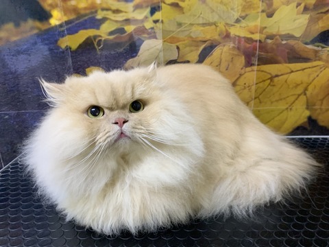シュー