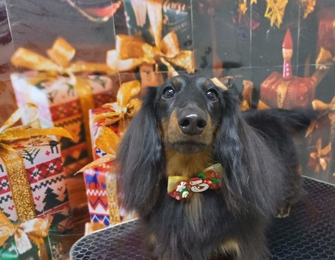 プリン