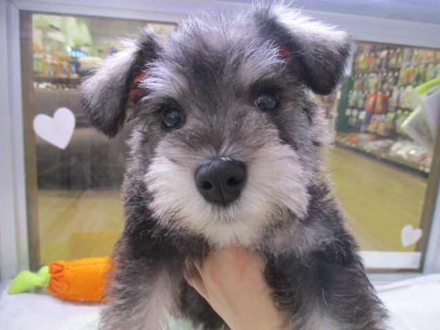 とってもかわいい子犬デビュー 入荷情報 ズーズーカンパニー スタッフブログ