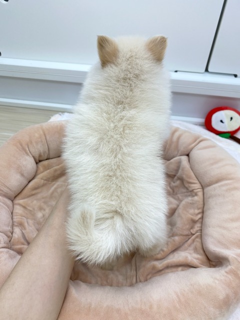 ポメ後ろ