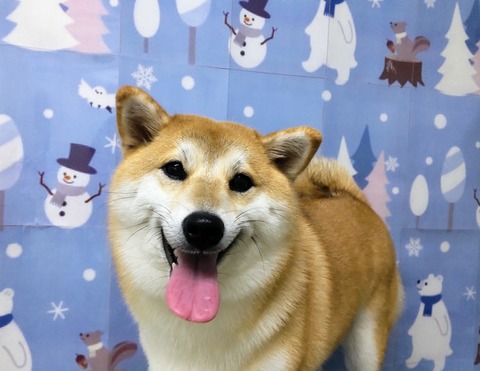 かえで