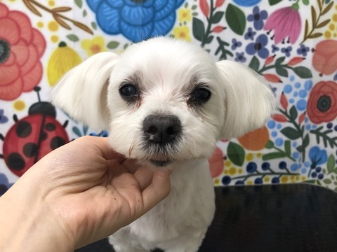 choko