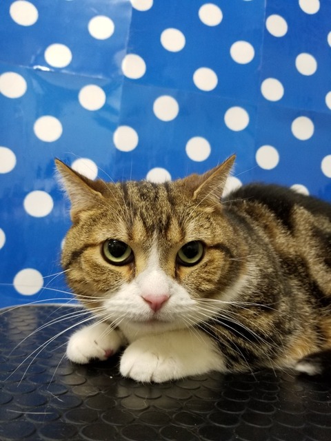 tama