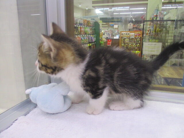 柴犬の赤ちゃんとマンチカンの赤ちゃんデビュー ズーズーカンパニー スタッフブログ