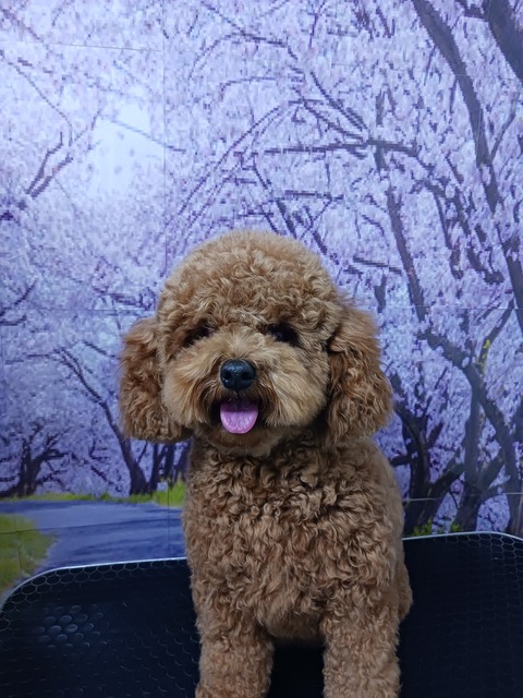 モコ