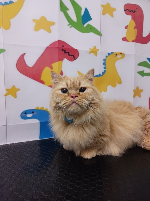 メンマ