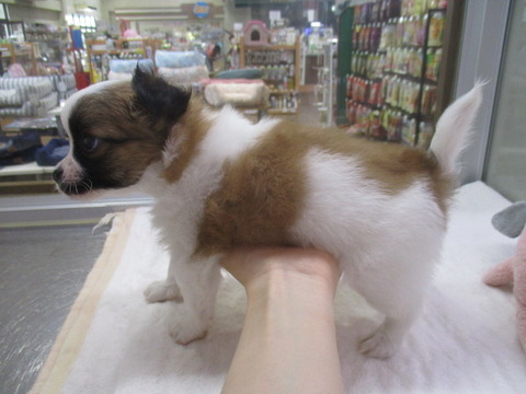 IMG_6486