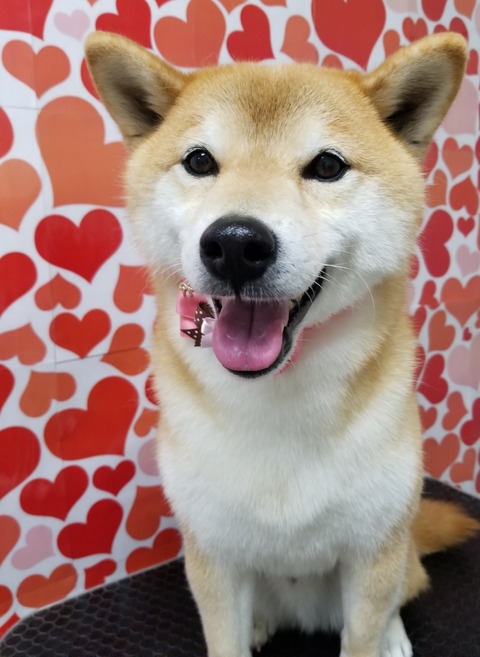 sora