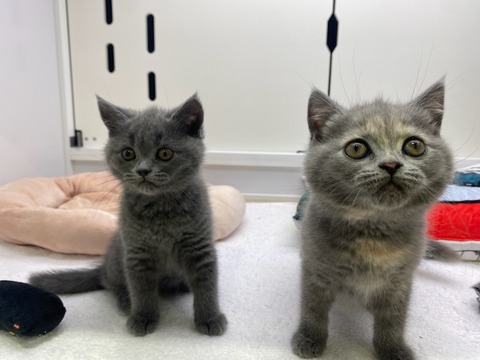 25.04.08生 姉妹②