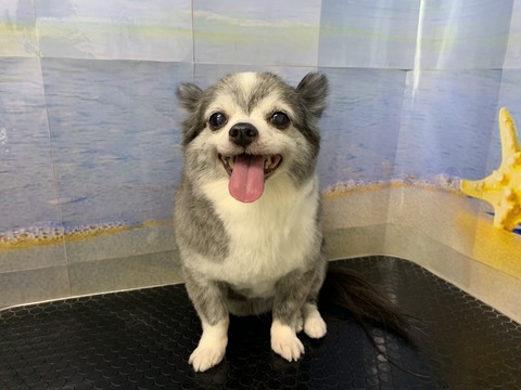 りんご