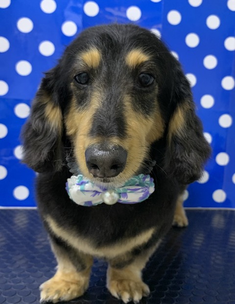 choko