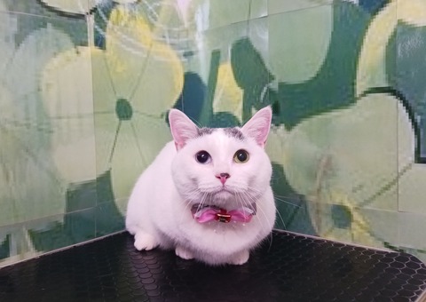 しらたまいちご