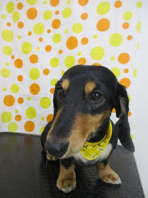 IMG_2277 - コピー