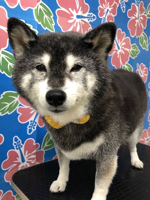HANA