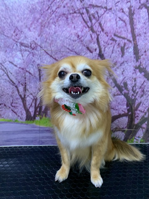 ポピー