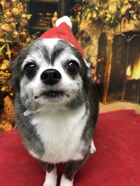 ringo