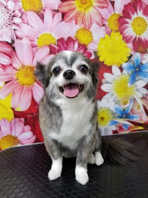 ringo