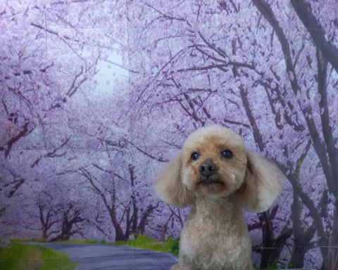 ハウル