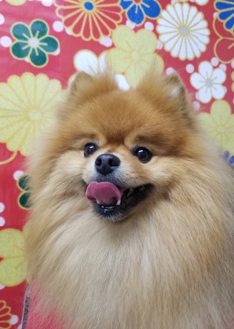 PON