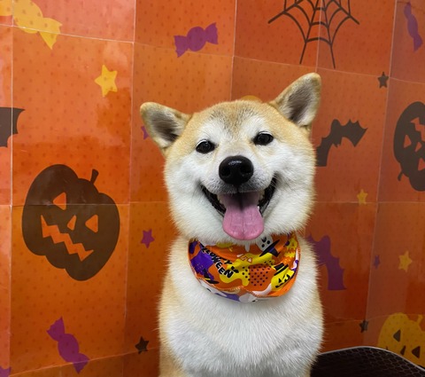 モコ