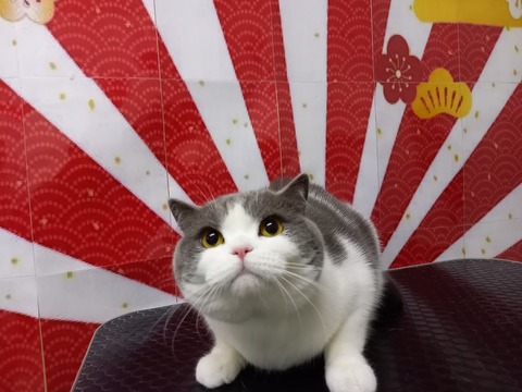 KOTETU