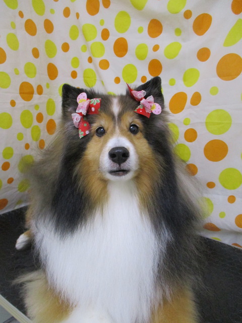 IMG_2250 - コピー - コピー