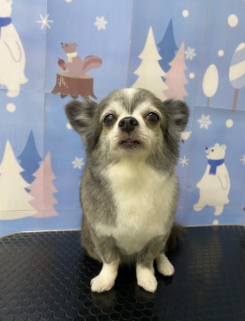 りんご