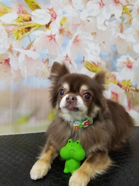 ヤマトちゃん🌟