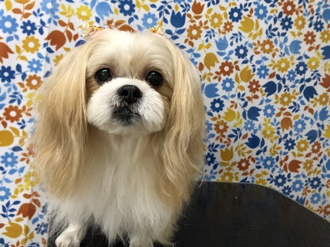 ma