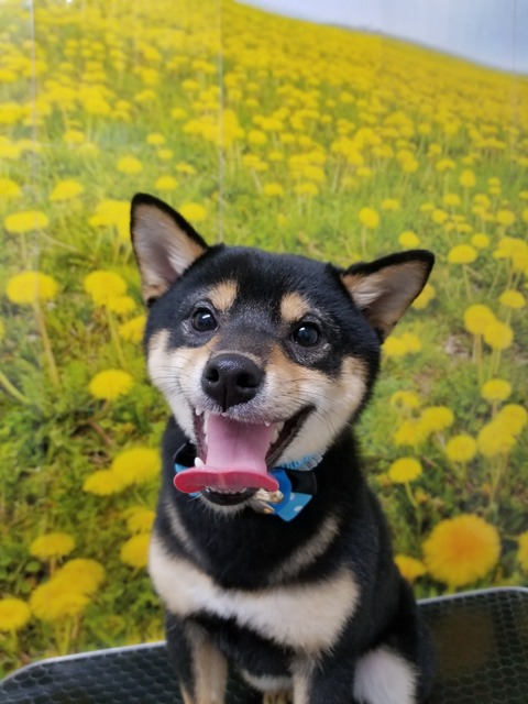 zinga