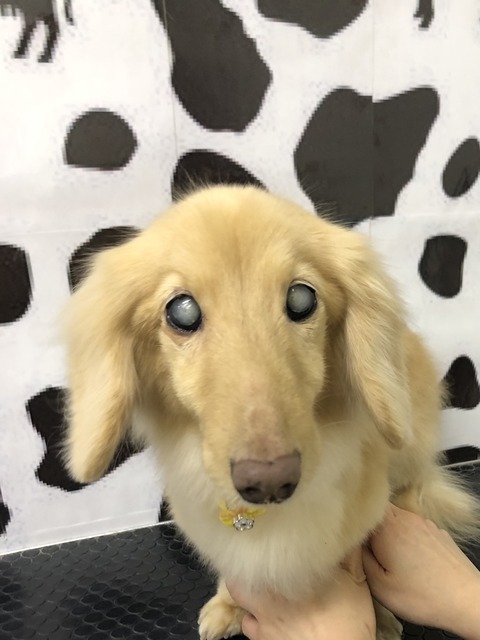 kuu