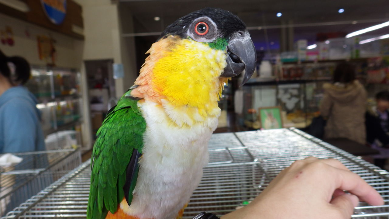 当店は今 インコ パラダイス ズーズーカンパニー スタッフブログ 当店は今 インコ パラダイス ズーズーカンパニー スタッフブログ