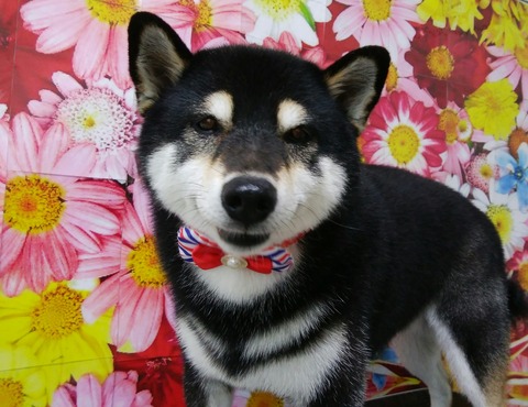 suzu