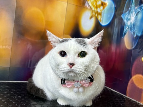 しらたまいちご