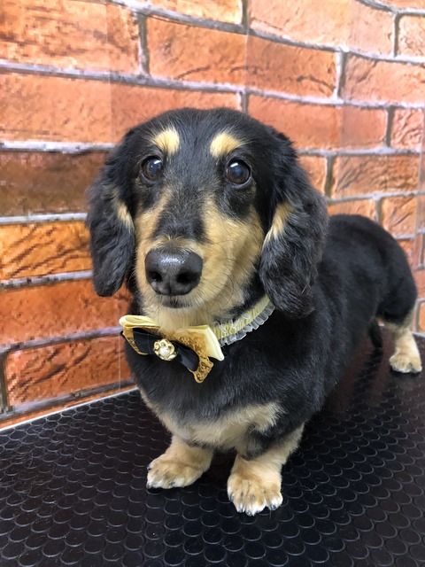 choko