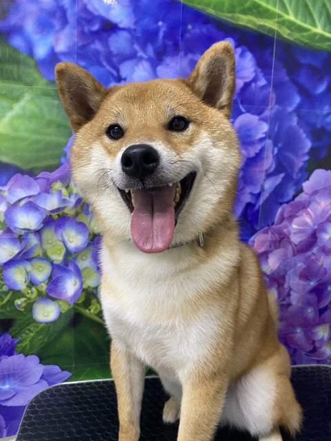 sasi