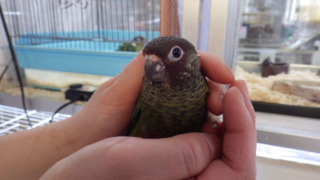 当店は今 インコ パラダイス ズーズーカンパニー スタッフブログ