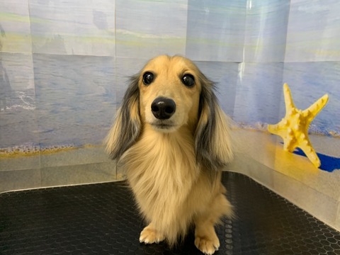 ムギ