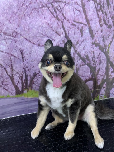 風姫