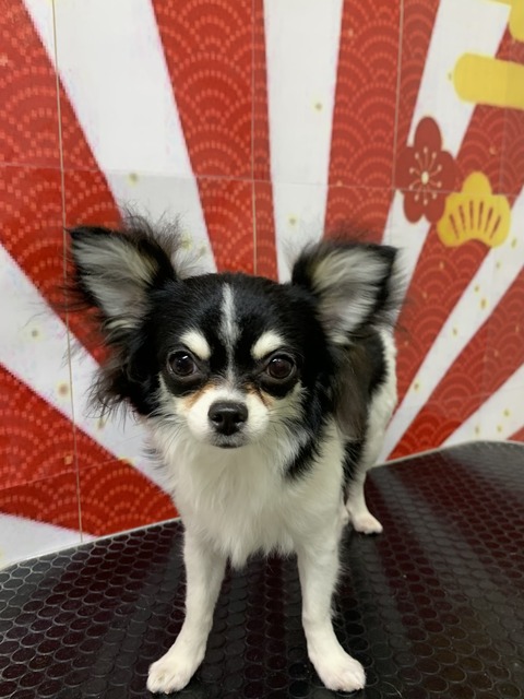 小梅