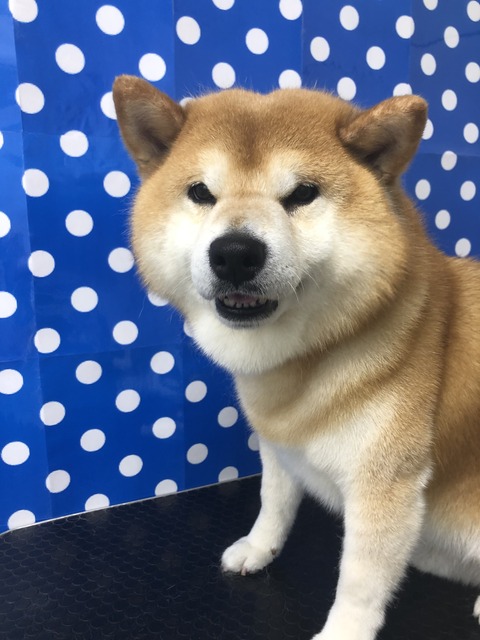 ryu