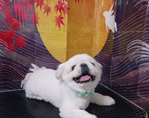 コロン