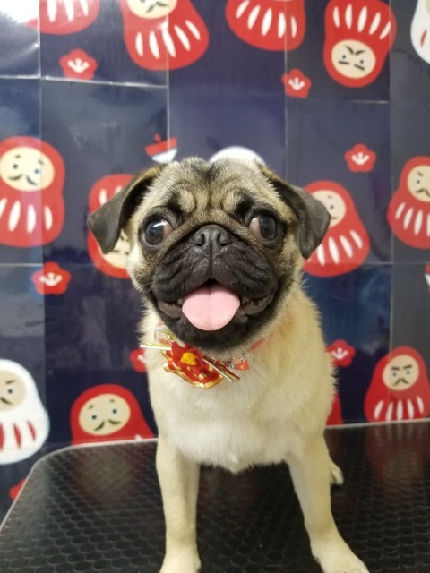 pusuke