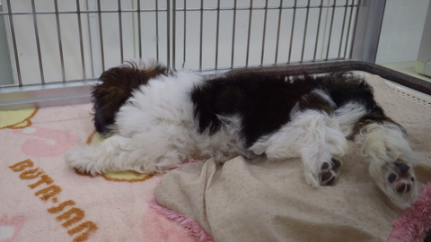 RIMG4902 - コピー