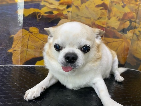 プル