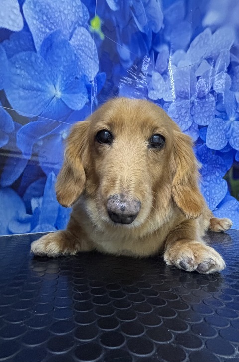 みるく
