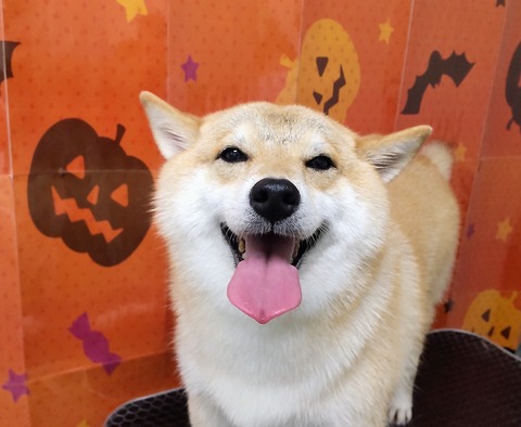 チャコ