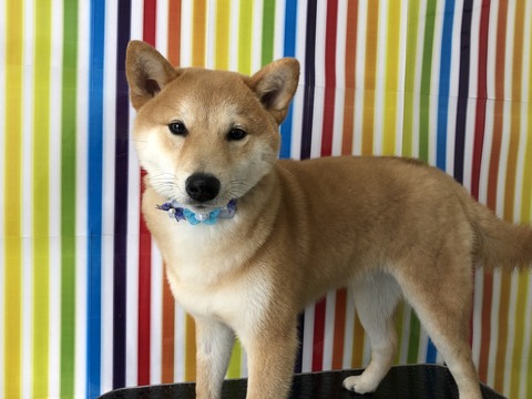ken