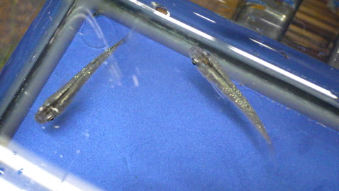 RIMG3927