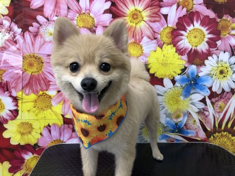 haru